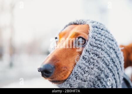 Drôle de portrait de dachshund dans un foulard en maille. Habiller les chiens à la saison froide concept: Un visage d'un chiot dans des vêtements chauds de laine Banque D'Images
