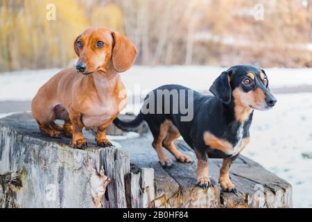 Deux jolis chiens de dachshund à l'extérieur. Portrait de charmants chiens dans un parc en hiver froid Banque D'Images