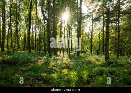 Plantation Horner à la fin de l'été, Parc national Exmoor, Somerset, Angleterre. Banque D'Images