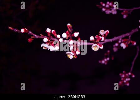 Gros plan sur fond noir - image stock. Bourgeons sakura japonais en fleurs sur le ciel sombre avec espace de copie. Banque D'Images