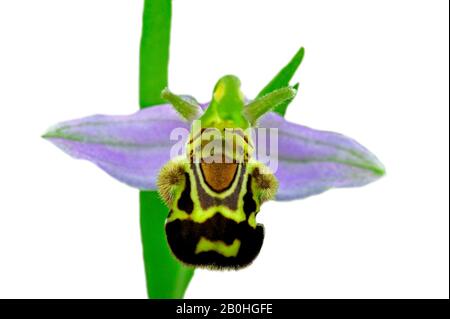 Orchidée d'abeille (Ophrys apifera) en fleur sur fond blanc Banque D'Images