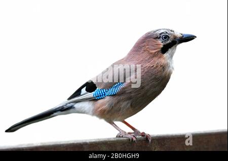 jay eurasien (Garrulus glandarius) perché sur une clôture en bois sur fond blanc Banque D'Images