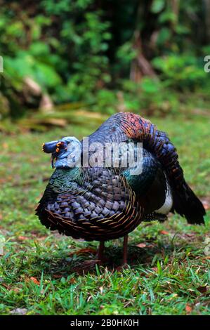 GUATEMALA, TIKAL, FORÊT TROPICALE, OCELLATED TURQUIE (MELEAGRIS OCELLATA), HOMME Banque D'Images