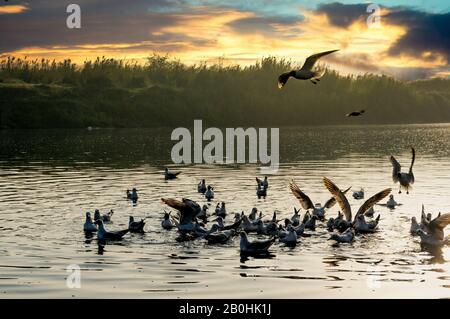 Mouettes sur une rivière Yamuna à ghat à Delhi tôt le matin le lever du soleil Banque D'Images