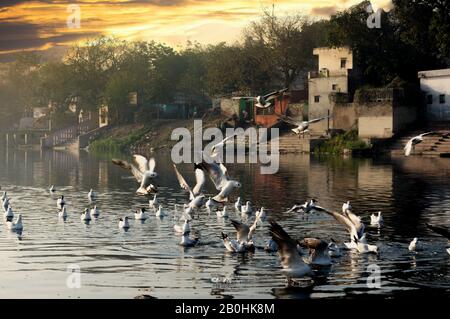 Mouettes sur une rivière Yamuna à ghat à Delhi tôt le matin le lever du soleil Banque D'Images