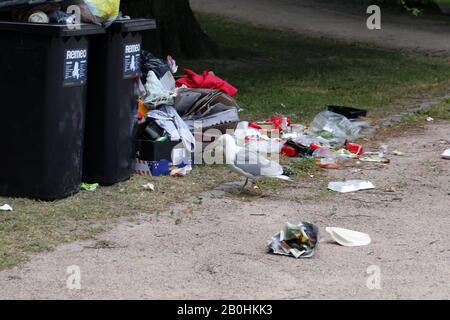 Des mouettes explorant des poubelles de trashcans trop pleins après le matin après la Parade de de la fierté Helsinki, Finlande, juin 2019. Des ordures et des oiseaux colorés. Banque D'Images