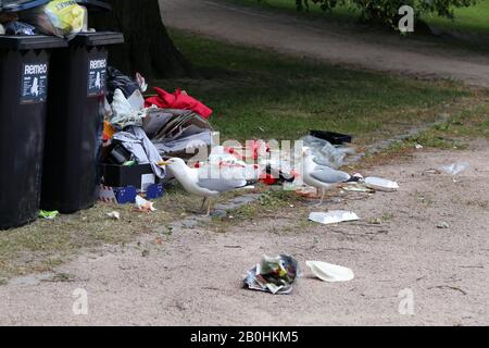 Des mouettes explorant des poubelles de trashcans trop pleins après le matin après la Parade de de la fierté Helsinki, Finlande, juin 2019. Des ordures et des oiseaux colorés. Banque D'Images