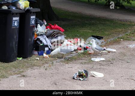 Des mouettes explorant des poubelles de trashcans trop pleins après le matin après la Parade de de la fierté Helsinki, Finlande, juin 2019. Des ordures et des oiseaux colorés. Banque D'Images