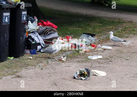 Des mouettes explorant des poubelles de trashcans trop pleins après le matin après la Parade de de la fierté Helsinki, Finlande, juin 2019. Des ordures et des oiseaux colorés. Banque D'Images