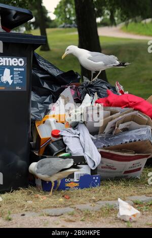 Des mouettes explorant des poubelles de trashcans trop pleins après le matin après la Parade de de la fierté Helsinki, Finlande, juin 2019. Des ordures et des oiseaux colorés. Banque D'Images