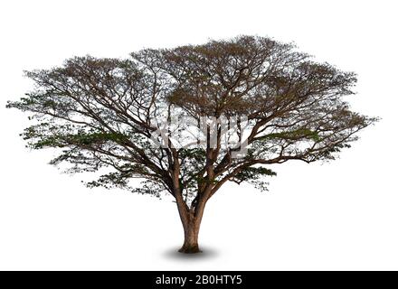 Arbre East Indian Walnut ou Monkey Pod de sur fond blanc, de beaux arbres de Thaïlande Nom scientifique : Samanea saman (Jacq.) Merr, Pour utilisation dans Banque D'Images