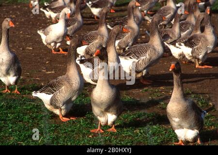 Grey utilisée pour le Foie Gras , région du Périgord, France Banque D'Images