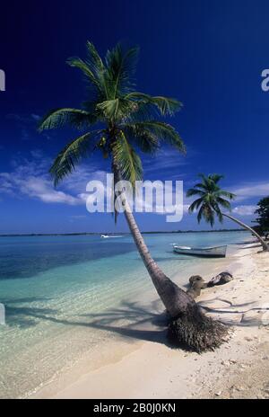 HONDURAS, ÎLES DE LA BAIE, ÎLE D'UTILA, PLAGE AVEC PALMIERS À NOIX DE COCO Banque D'Images