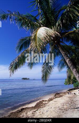 HONDURAS, ÎLES DE LA BAIE, ÎLE D'UTILA, PALMIER À NOIX DE COCO Banque D'Images