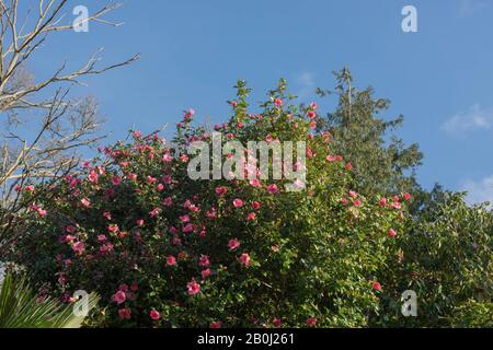 Arbuste Camellia rose À Fleurs d'hiver (Camellia x williamsii 'Saint Ewe') avec un fond de ciel bleu dans un jardin de campagne dans le Devon rural, Englan Banque D'Images