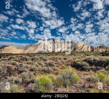 Les marigoles fleurent dans les roches volcaniques, avec des formations rocheuses blanches Navajo Sandstone dans la région de Whiterocks à distance, Snow Canyon State Park, Utah, États-Unis Banque D'Images