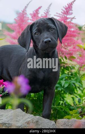Chien mignon de Labrador noir chien de Retriever, 10 semaines, posant dans un jardin fleuri Banque D'Images