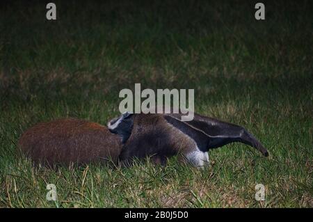 BRÉSIL, MATO GROSSO, PANTANAL, REFUGIO ECOLOGICO CAIMAN, ANTEATER GÉANT, MYRMECOPHAGA TRIDACTYLA, AVEC BÉBÉ SUR LE DOS Banque D'Images
