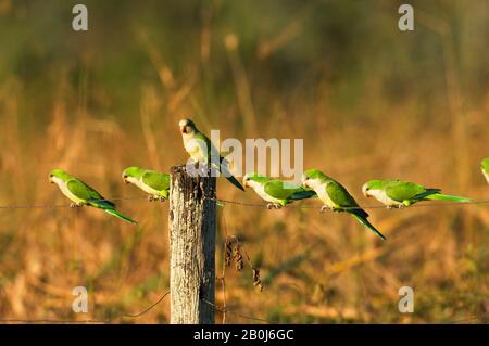 BRÉSIL, MATO GROSSO, PANTANAL, REFUGIO ECOLOGICO CAIMAN, PARAKEETS DE MOINE (MYIOPSITTA MONACHUS), ASSIS SUR LA CLÔTURE Banque D'Images