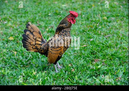 BRÉSIL, SAO PAULO, ROOSTER DE SEBRIGHT BANTAM Banque D'Images