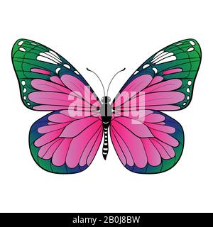 Papillon coloré sur fond blanc illustration vectorielle Illustration de Vecteur