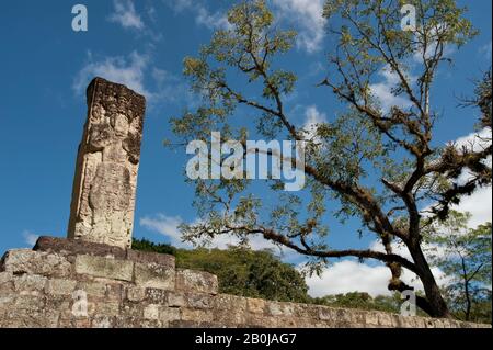 HONDURAS, RUINES DE COPAN, SITE ARCHÉOLOGIQUE MAYA, GRANDE PLACE, TERRAIN DE BAL, STELA Banque D'Images