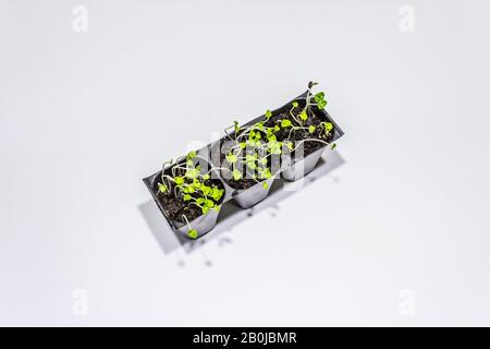 Plantules vertes basilic dans des plateaux en plastique isolés sur fond blanc. Prêt à planter dans un sol ouvert. Concept de soins aux plantes Banque D'Images