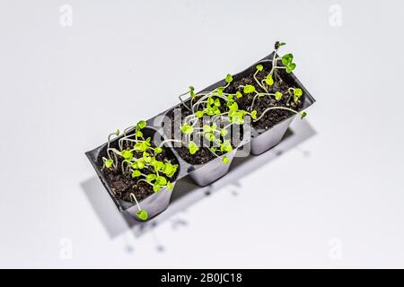 Plantules vertes basilic dans des plateaux en plastique isolés sur fond blanc. Prêt à planter dans un sol ouvert. Concept de soins aux plantes Banque D'Images