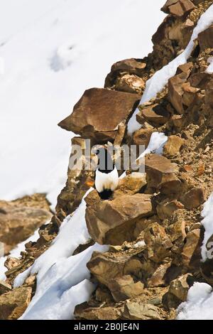 Magpie eurasienne ou magpie commune (Pica pica) . Plage Zanskar. Vallée d'Ulley. Himalaya, Ladakh. Inde Banque D'Images