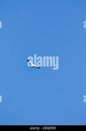 Himalaya Griffon Vautour, Gyps himalayensis en vol. Vallée de Rumbak. Parc national de Hemis. Ladakh, Himalaya, Inde Banque D'Images