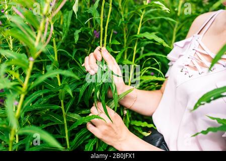 Une femme recueille des feuilles d'herbe de saule en été. Plante à feuilles étroites Ivan Tea Banque D'Images