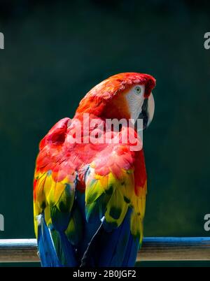 Le perroquet coloré se trouve sur un perch à l'extérieur dans un zoo local Banque D'Images