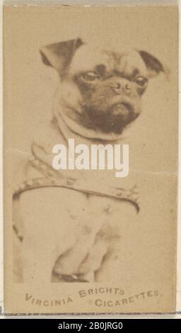 Publié par Allen & Ginter, Pug, de la série Dogs (N 47) pour les Cigarettes Virginia Brights, CA. 1888, photo d'Albumen, feuille : 2 3/4 x 1 3/8 po. (7 x 3,5 cm Banque D'Images