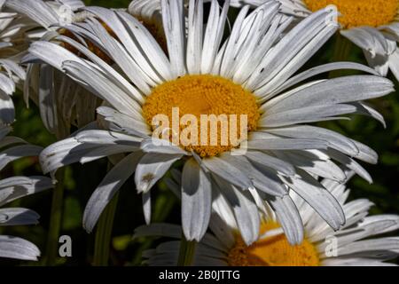 Leucanthemum est un genre de plantes à fleurs de la famille des aster, Asteraceae. Il est principalement distribué en Europe du Sud et du Centre. Banque D'Images