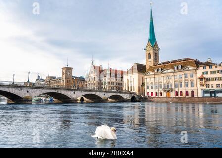 Paysage de la ville de Zurich avec un pont sur la rivière et les vieux bâtiments. Un cygne unique sur la rivière Limmat et le centre historique de Zurich, le jour ensoleillé. Banque D'Images