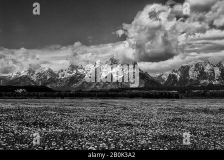 ÉTATS-UNIS, WYOMING, GRAND TETON NATIONAL PARK, GAMME TETON, PÂTURAGE AVEC DES PISSENLITS EN PREMIER PLAN Banque D'Images