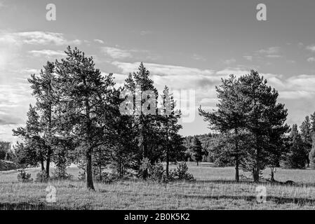 Grands pins avec champs et forêt au-delà sous des nuages blancs moelleux dans le ciel. Noir et blanc. Banque D'Images