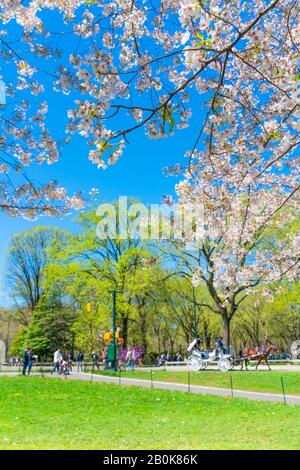 Le soleil printanier illumine les cerisiers en fleurs et pousse des arbres verts frais du ciel bleu au Central Park New York City NY USA le 16 avril 2019. Banque D'Images