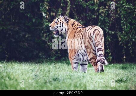 Sumatran Tiger à Howletts Wild Animal Park en Angleterre partie de la Fondation Aspinall Banque D'Images