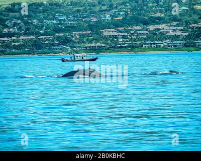 Des sangsues de baleines au large de la côte de Maui en face du bateau de garde-côtes. Banque D'Images