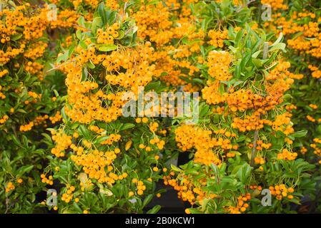 Une masse de baies sur Pyracantha Orange Charmer poussant dans un jardin anglais Banque D'Images