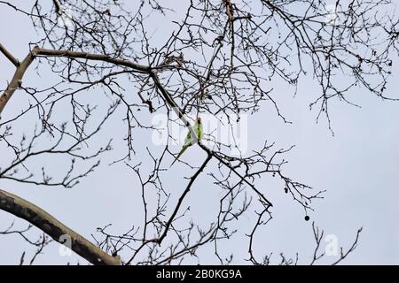 Un perroquet vert perché sur une branche d'arbres sans feuilles dans un parc en hiver (Marseille, France) Banque D'Images