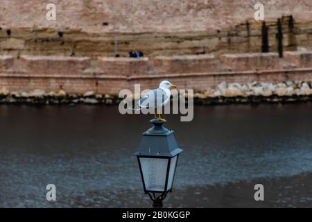Un oiseau marin avec un spot rouge sur son bec assis sur une lanterne près du Palais Pharo dans un parc avec la baie méditerranéenne de la mer et une forteresse en pierre wa Banque D'Images