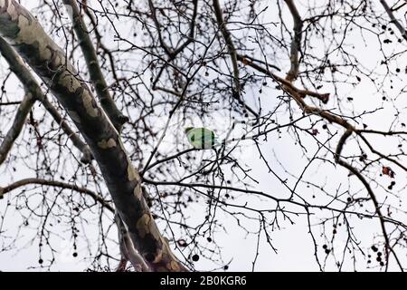 Un perroquet vert perché sur une branche d'arbres sans feuilles dans un parc en hiver (Marseille, France) Banque D'Images