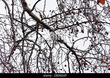 Une colombe osier osier sur une branche arborescente dans un parc en hiver (Marseille, France) Banque D'Images