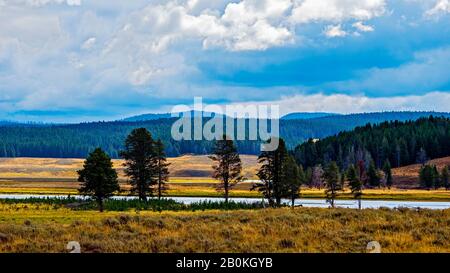 Golden Grassy Valley avec des arbres et des montagnes boisées au-delà sous ciel gris nuageux. Banque D'Images