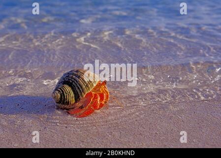 POLYNÉSIE FRANÇAISE, ÎLES DE LA SOCIÉTÉ, ÎLE MOPELIA, CRABE ERMIT SUR LA PLAGE Banque D'Images