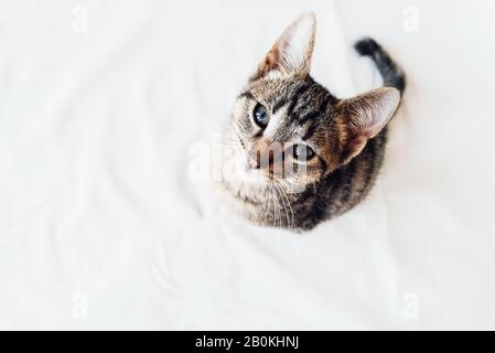 Jeune Chat Europeen Shorthair Avec Queue Tordue Assise Sur Fond Blanc Photo Stock Alamy