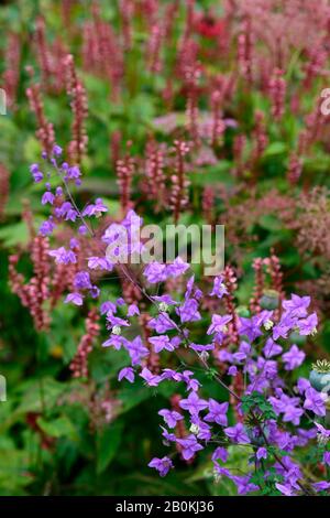 Thalictrum delavayi,Persicaria ampelexicaulis Orange Field,fleur pourpre,corail orange-rose fleurs,fleur,florale,florale,florifère,mixte schéma de plantation, Banque D'Images