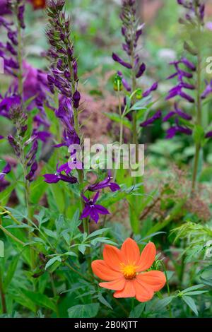 dahlia coccinea,lobelia x speciosa Hadspen Purple,orange dahlias,species dahalia,violet fleurs,fleur,floraison,lobelias,vivace,jardin,jardins, Banque D'Images